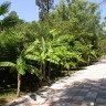 ботанический сад в Сухуми - главная аллея